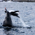 Belfast travel photographer - Death of a Penguin - Antarctica